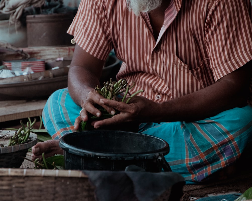 Elderberry fruits in traditional herbal practice